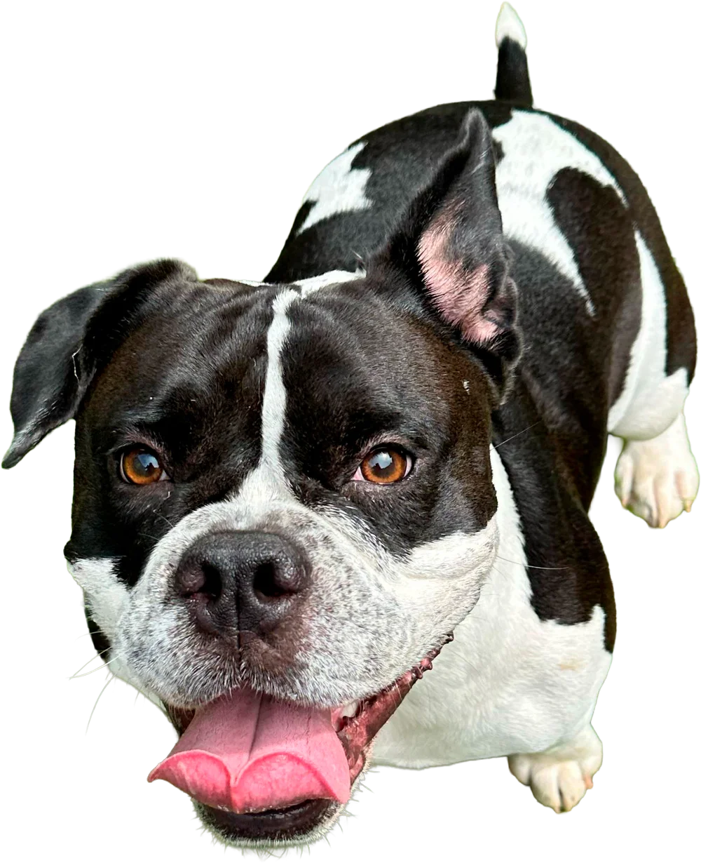 Maggie